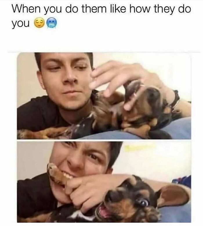 79 Times Dogs Were So Hilariously Adorable That They Got Turned Into Memes