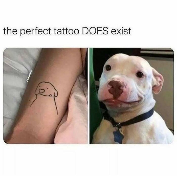 79 Times Dogs Were So Hilariously Adorable That They Got Turned Into Memes