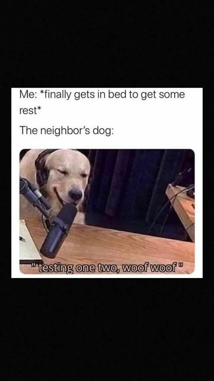 79 Times Dogs Were So Hilariously Adorable That They Got Turned Into Memes