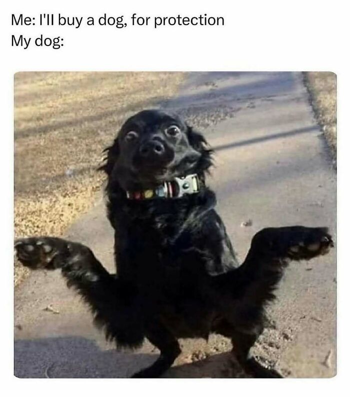 79 Times Dogs Were So Hilariously Adorable That They Got Turned Into Memes