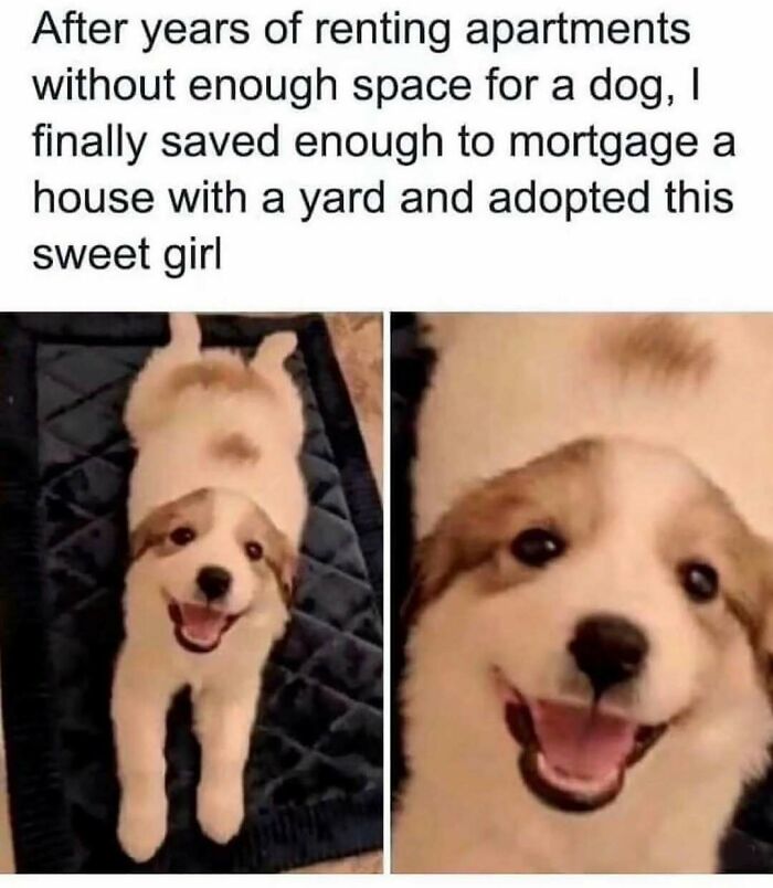 79 Times Dogs Were So Hilariously Adorable That They Got Turned Into Memes