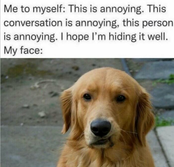 79 Times Dogs Were So Hilariously Adorable That They Got Turned Into Memes