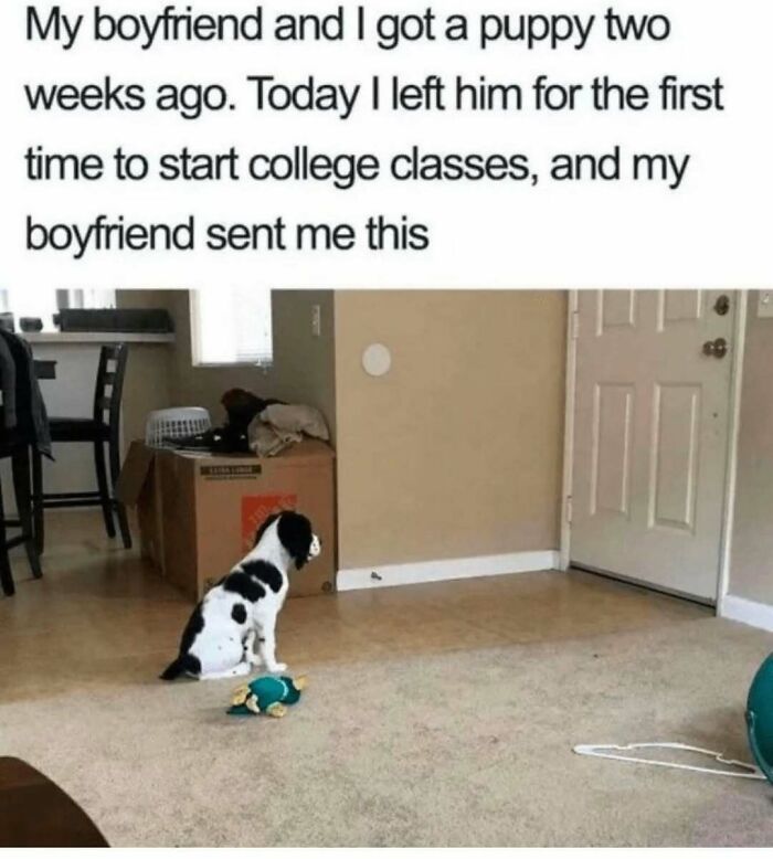 79 Times Dogs Were So Hilariously Adorable That They Got Turned Into Memes