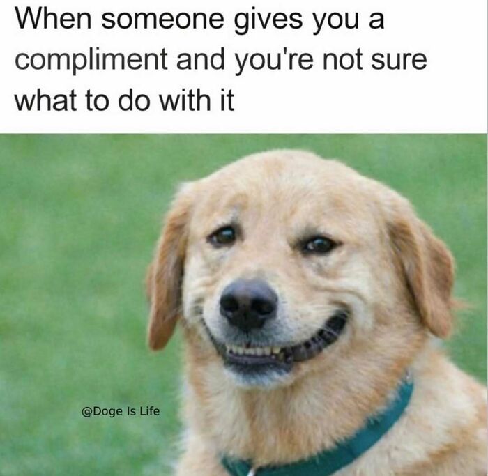 79 Times Dogs Were So Hilariously Adorable That They Got Turned Into Memes