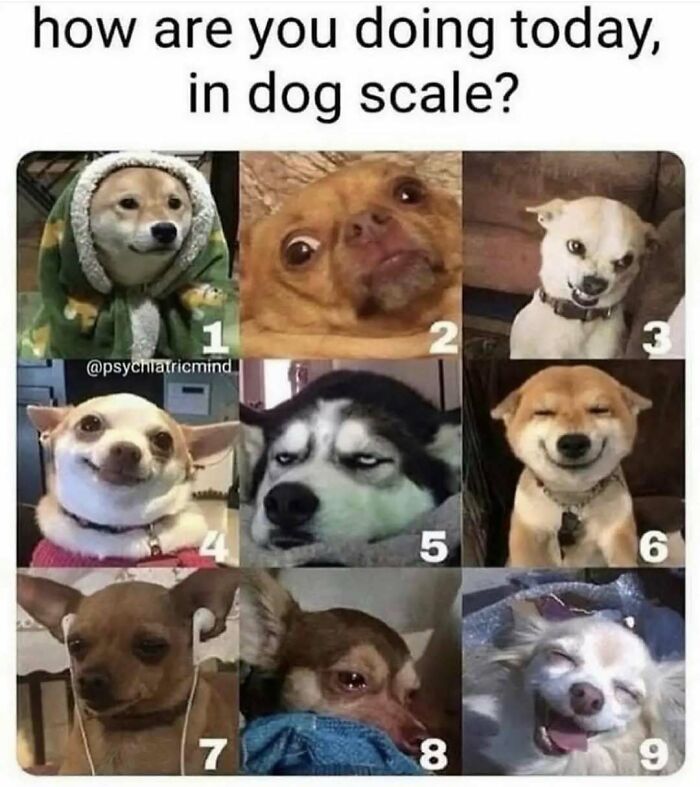 79 Times Dogs Were So Hilariously Adorable That They Got Turned Into Memes