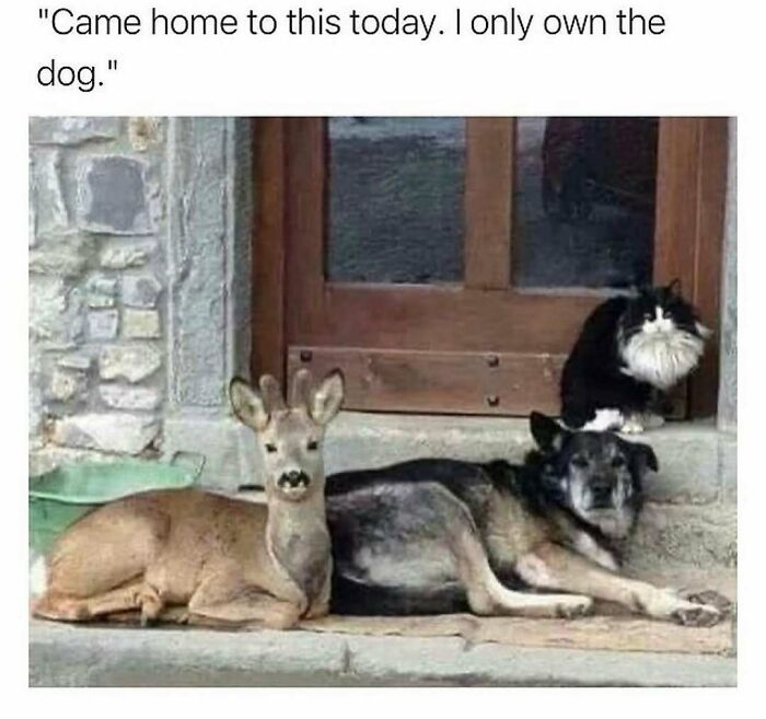 79 Times Dogs Were So Hilariously Adorable That They Got Turned Into Memes