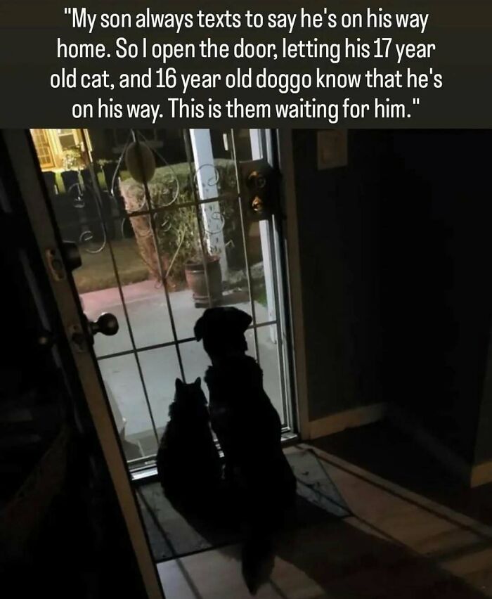 79 Times Dogs Were So Hilariously Adorable That They Got Turned Into Memes