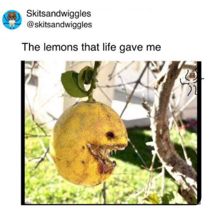 73 Funny And Chaotic Memes For When Life Gets Too Serious 73 Funny And Chaotic Memes For When Life Gets Too Serious