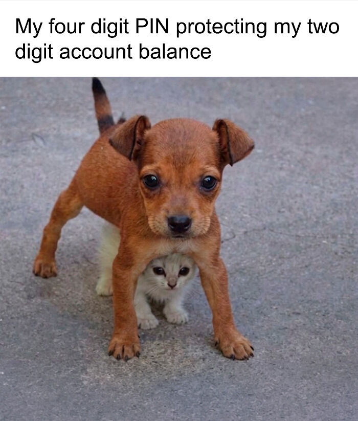 73 Funny And Chaotic Memes For When Life Gets Too Serious 73 Funny And Chaotic Memes For When Life Gets Too Serious