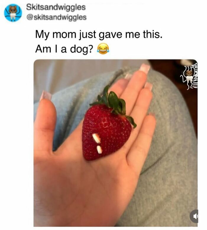 73 Funny And Chaotic Memes For When Life Gets Too Serious 73 Funny And Chaotic Memes For When Life Gets Too Serious