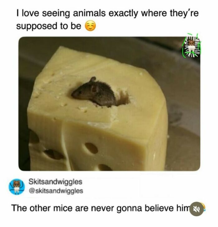 73 Funny And Chaotic Memes For When Life Gets Too Serious 73 Funny And Chaotic Memes For When Life Gets Too Serious