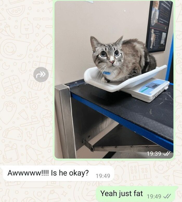 70 Funny Posts From The “Of Course Cats” Page 70 Funny Posts From The “Of Course Cats” Page