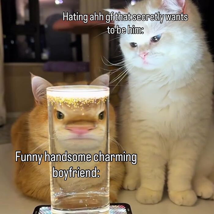 70 Funny Posts From The “Of Course Cats” Page 70 Funny Posts From The “Of Course Cats” Page
