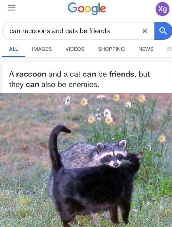 70 Funny Posts From The “Of Course Cats” Page 70 Funny Posts From The “Of Course Cats” Page