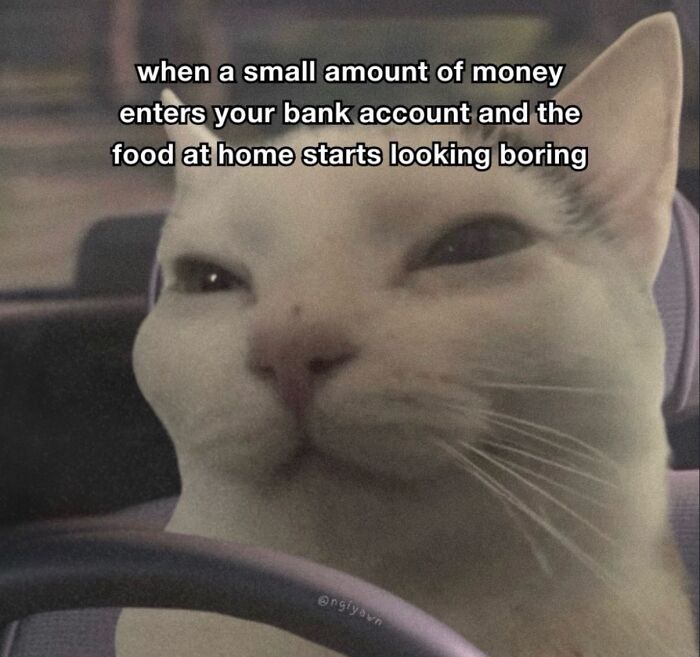 70 Funny Posts From The “Of Course Cats” Page 70 Funny Posts From The “Of Course Cats” Page