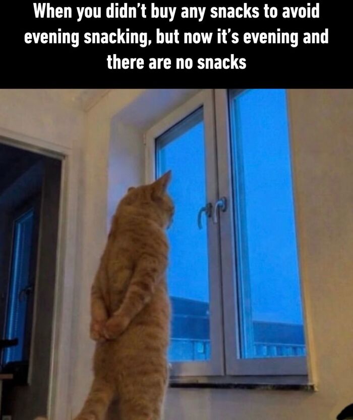 70 Funny Posts From The “Of Course Cats” Page 70 Funny Posts From The “Of Course Cats” Page
