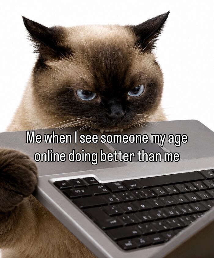 70 Funny Posts From The “Of Course Cats” Page 70 Funny Posts From The “Of Course Cats” Page