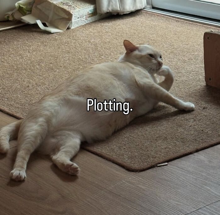 70 Funny Posts From The “Of Course Cats” Page 70 Funny Posts From The “Of Course Cats” Page