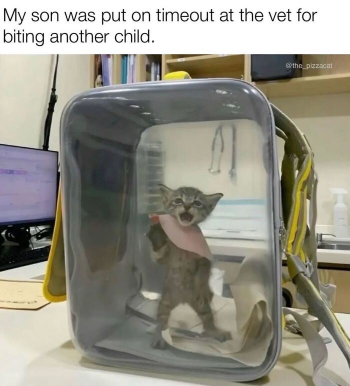 70 Funny Posts From The “Of Course Cats” Page 70 Funny Posts From The “Of Course Cats” Page