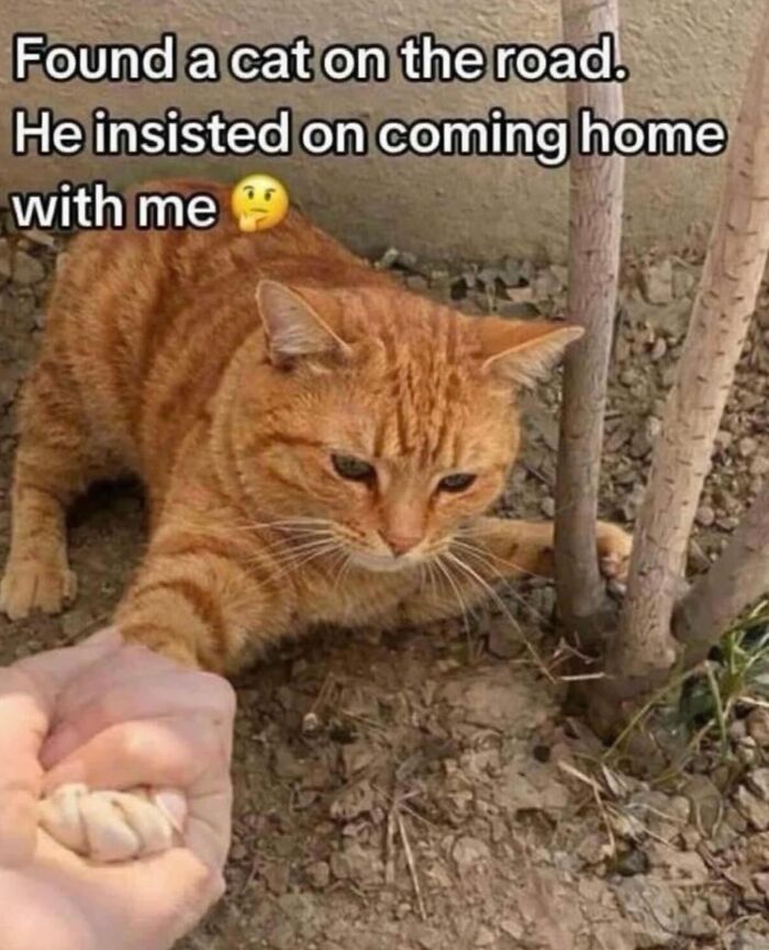 70 Funny Posts From The “Of Course Cats” Page 70 Funny Posts From The “Of Course Cats” Page