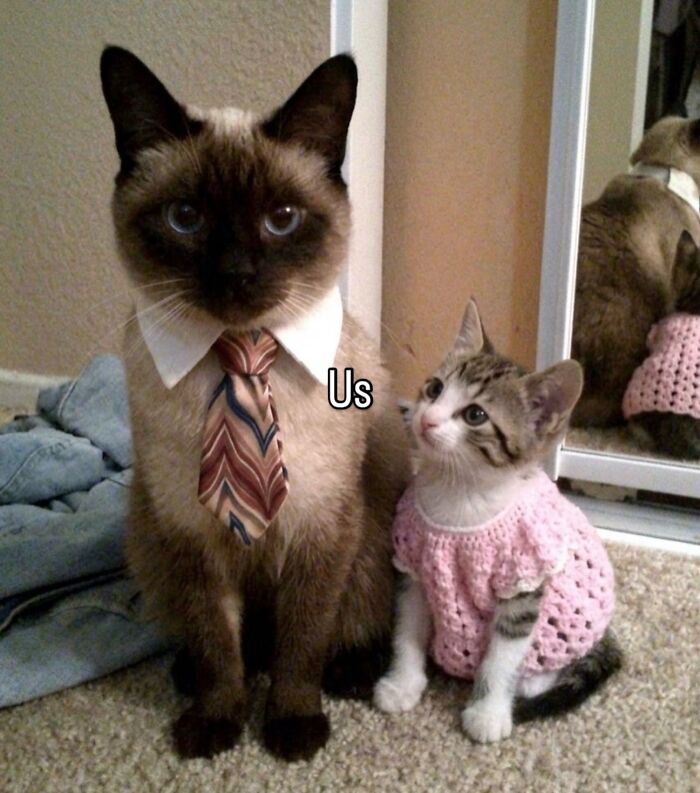 70 Funny Posts From The “Of Course Cats” Page 70 Funny Posts From The “Of Course Cats” Page