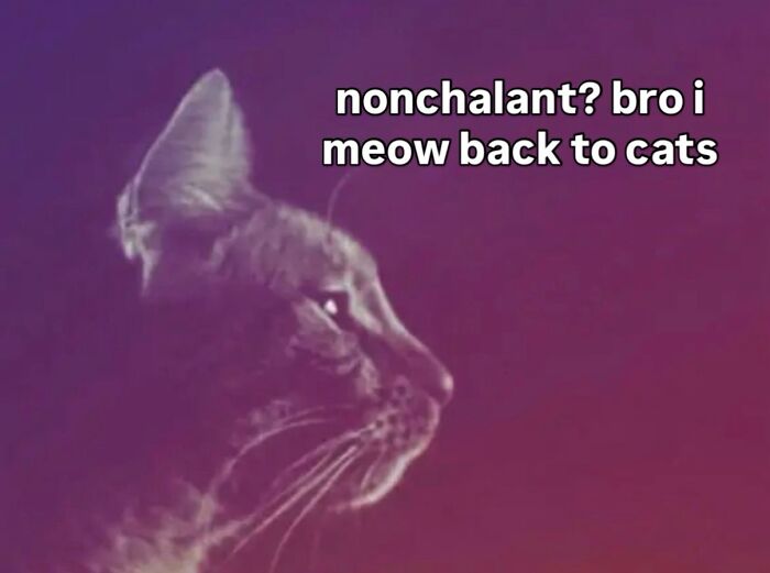 70 Funny Posts From The “Of Course Cats” Page 70 Funny Posts From The “Of Course Cats” Page
