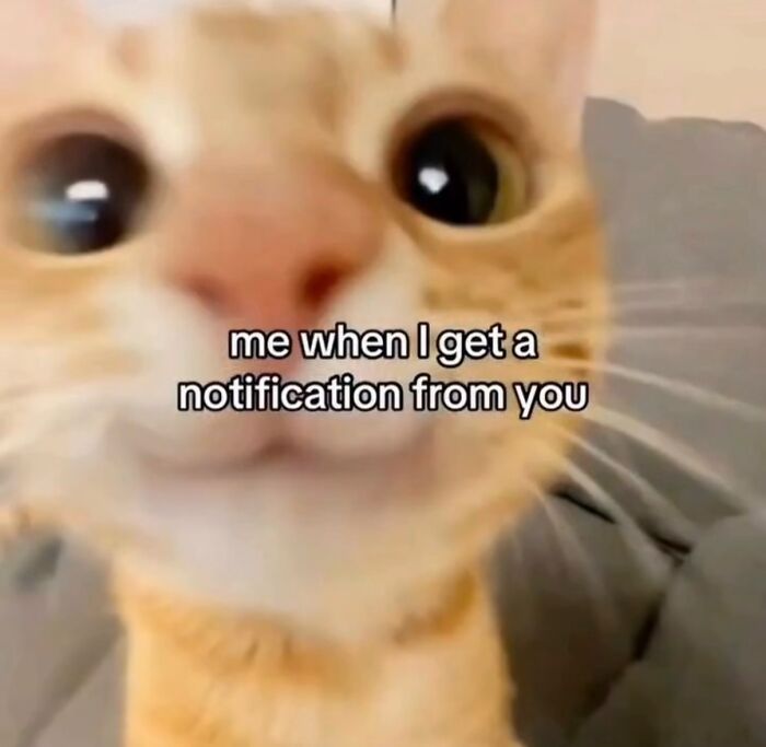 70 Funny Posts From The “Of Course Cats” Page 70 Funny Posts From The “Of Course Cats” Page