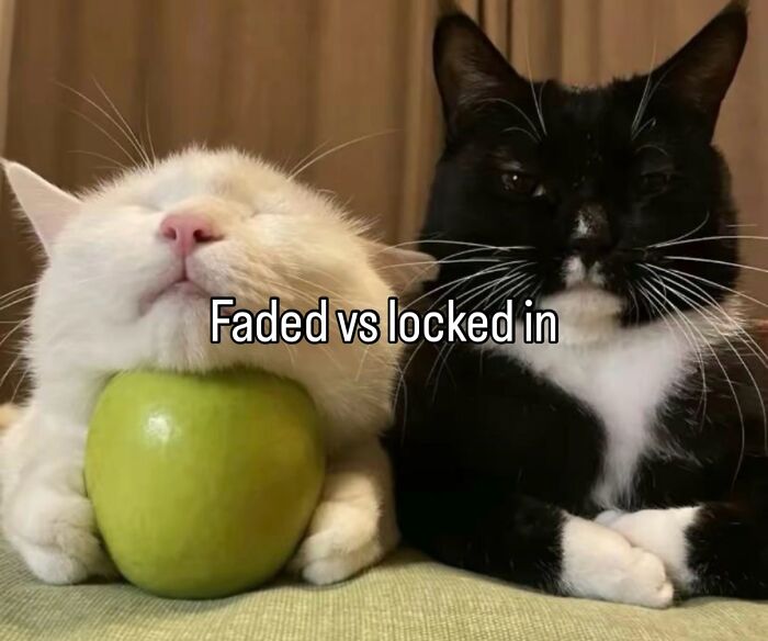 70 Funny Posts From The “Of Course Cats” Page 70 Funny Posts From The “Of Course Cats” Page