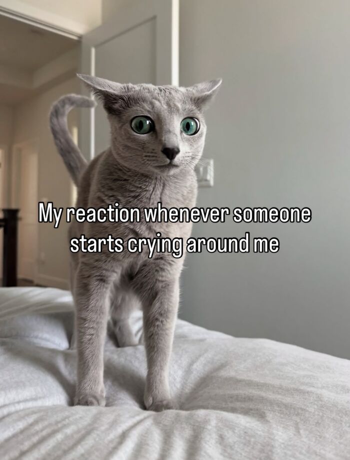 70 Funny Posts From The “Of Course Cats” Page 70 Funny Posts From The “Of Course Cats” Page