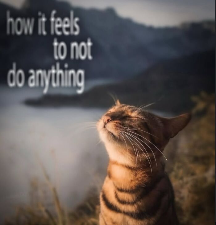 70 Funny Posts From The “Of Course Cats” Page 70 Funny Posts From The “Of Course Cats” Page