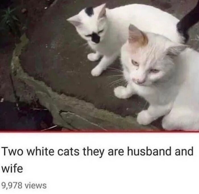70 Funny Posts From The “Of Course Cats” Page 70 Funny Posts From The “Of Course Cats” Page