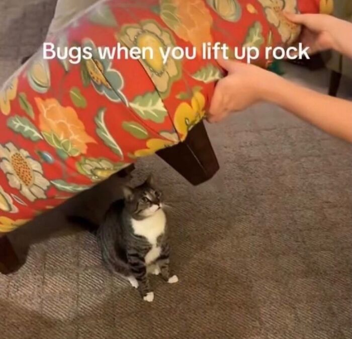 70 Funny Posts From The “Of Course Cats” Page 70 Funny Posts From The “Of Course Cats” Page