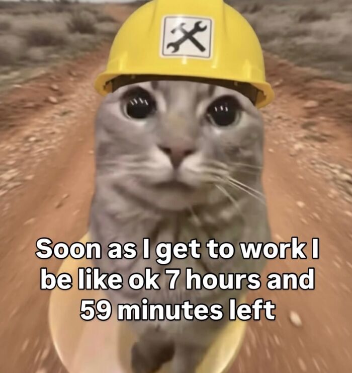 70 Funny Posts From The “Of Course Cats” Page 70 Funny Posts From The “Of Course Cats” Page