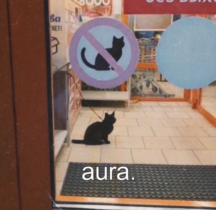 70 Funny Posts From The “Of Course Cats” Page 70 Funny Posts From The “Of Course Cats” Page
