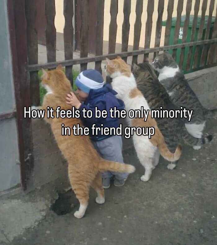 70 Funny Posts From The “Of Course Cats” Page 70 Funny Posts From The “Of Course Cats” Page