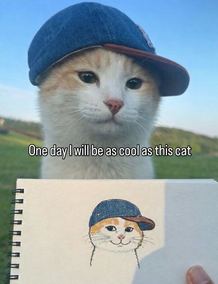 70 Funny Posts From The “Of Course Cats” Page 70 Funny Posts From The “Of Course Cats” Page