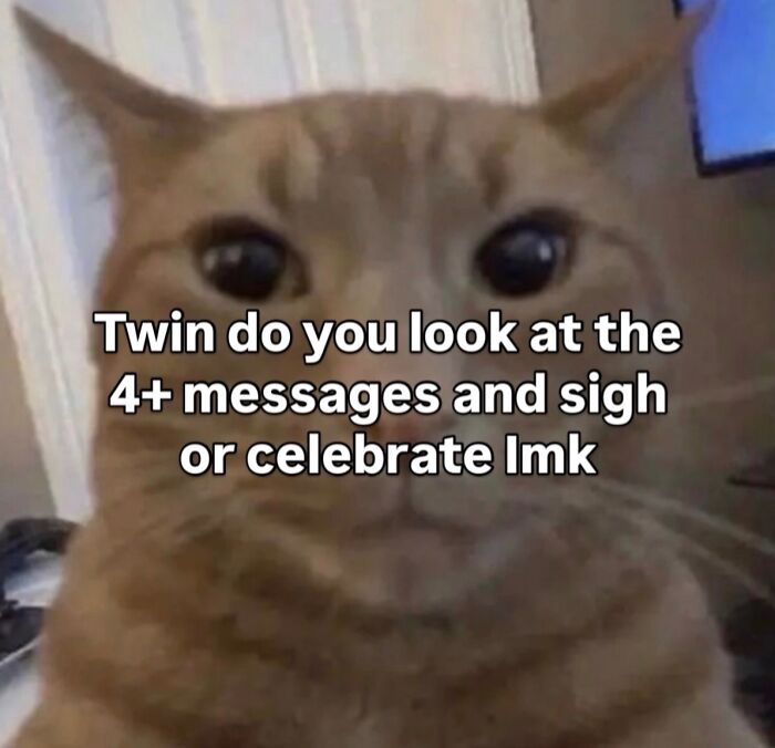 70 Funny Posts From The “Of Course Cats” Page 70 Funny Posts From The “Of Course Cats” Page