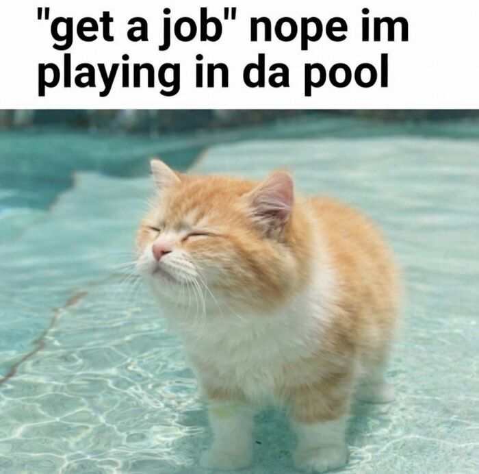 70 Funny Posts From The “Of Course Cats” Page 70 Funny Posts From The “Of Course Cats” Page