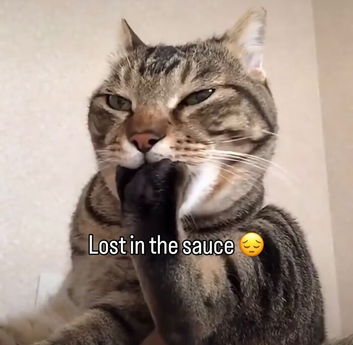 70 Funny Posts From The “Of Course Cats” Page 70 Funny Posts From The “Of Course Cats” Page