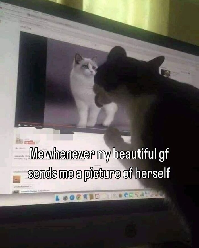 70 Funny Posts From The “Of Course Cats” Page 70 Funny Posts From The “Of Course Cats” Page
