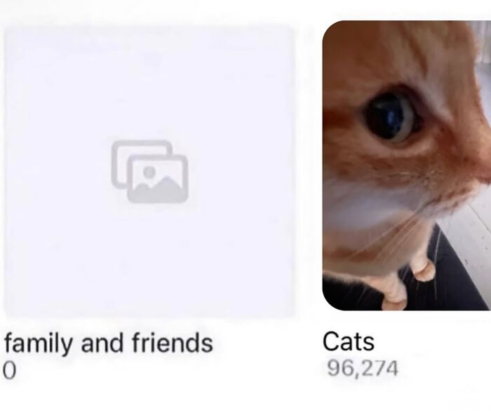70 Funny Posts From The “Of Course Cats” Page 70 Funny Posts From The “Of Course Cats” Page