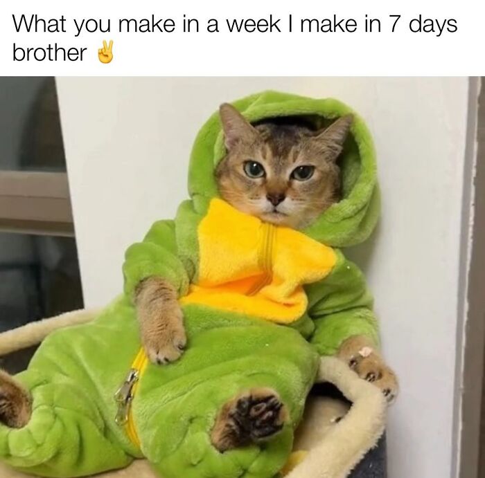 70 Funny Posts From The “Of Course Cats” Page 70 Funny Posts From The “Of Course Cats” Page