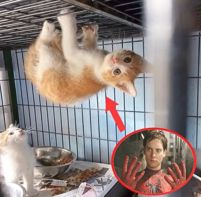 70 Funny Posts From The “Of Course Cats” Page 70 Funny Posts From The “Of Course Cats” Page