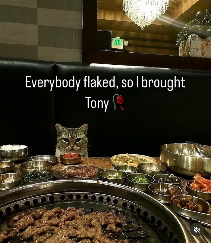 70 Funny Posts From The “Of Course Cats” Page 70 Funny Posts From The “Of Course Cats” Page