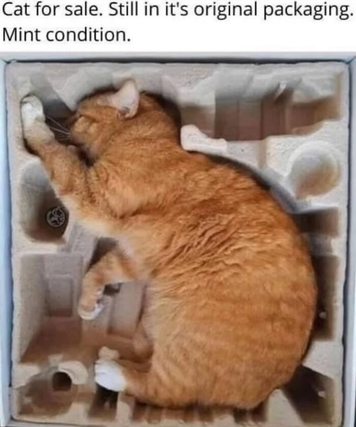 70 Funny Posts From The “Of Course Cats” Page 70 Funny Posts From The “Of Course Cats” Page