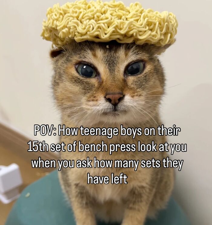 70 Funny Posts From The “Of Course Cats” Page 70 Funny Posts From The “Of Course Cats” Page