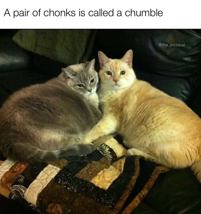 70 Funny Posts From The “Of Course Cats” Page 70 Funny Posts From The “Of Course Cats” Page