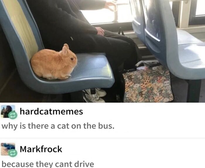 70 Funny Posts From The “Of Course Cats” Page 70 Funny Posts From The “Of Course Cats” Page