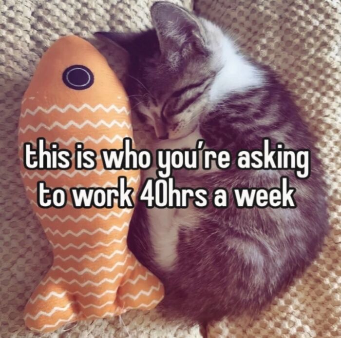70 Funny Posts From The “Of Course Cats” Page 70 Funny Posts From The “Of Course Cats” Page