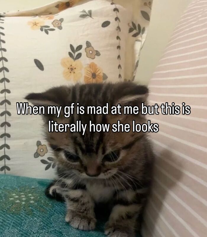 70 Funny Posts From The “Of Course Cats” Page 70 Funny Posts From The “Of Course Cats” Page